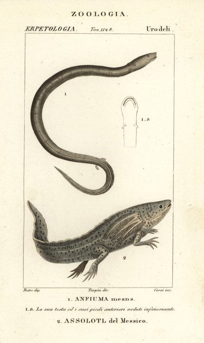 To-tået amphiuma, Amphiuma betyr, Anfiuma betyr 1, og kritisk truet axolotl eller meksikansk vandrefisk, Ambystoma mexicanum, Assolotl del Messico 2 av Corsi Corsi