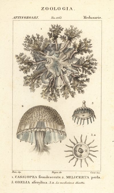Opp-ned maneter, Cassiopea frondosa 1, Melicertum art 2 og obelia polypp 3 av Corsi Corsi