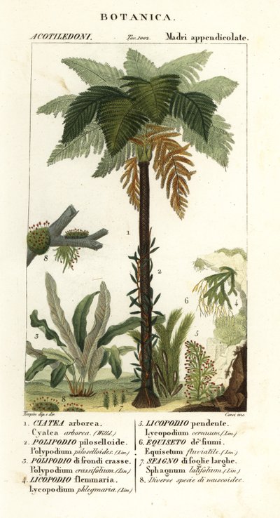 Vestindisk trebregne, Cyathea arborea, vinbregne, Microgramma piloselloides 2, grasiøs bregne, Niphidium crassifolium 3, grov duskbregne, Huperzia phlegmaria 4, staghorn clubmoss, Lycopodiella cernua 5, vann kjerringrokk av Corsi Corsi