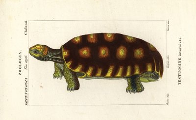 Gulfotskilpadde eller brasiliansk kjempeskilpadde, Chelonoidis denticulatus Testudo tabulata Testuginne intarsiata av Corsi Corsi