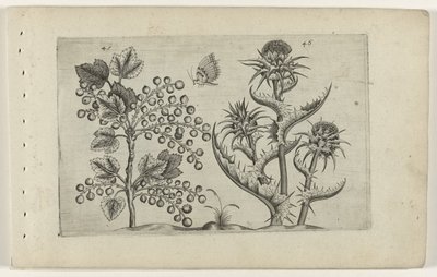 Aalbes og Mariadistel Know the Lilies (serietittel) av Crispijn van de Passe (I) (attributed to)