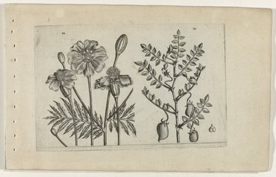 Tagetes og kikerter Cognoscite lilia (serietittel) av Crispijn van de Passe (I) (attributed to)
