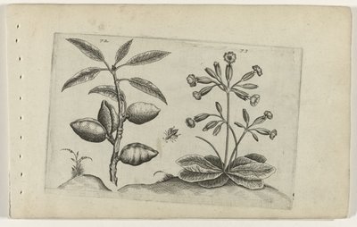 Amandelboom en gulden nøkkelbloem Know the Lilies (serietittel) av Crispijn van de Passe (I) (attributed to)