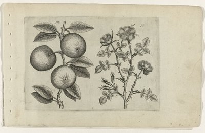 Eple og hunderose Cognoscite lilia (serietittel) av Crispijn van de Passe (I) (attributed to)