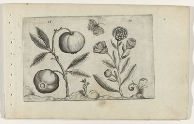 Assyrische appel en goudsbloem Know the Lilies (serietittel) av Crispijn van de Passe (I) (attributed to)