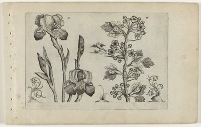 Bardiris og coralmeidoorn Cognoscite Lily (serietittel) av Crispijn van de Passe (I) (attributed to)