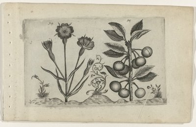 Bolderik en zure kers Know the Lilies (serietittel) av Crispijn van de Passe (I) (attributed to)