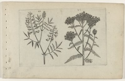 Boswikke en tuizendblad Know the Lilies (serietittel) av Crispijn van de Passe (I) (attributed to)