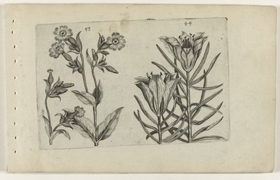 Daggjøkeblomst og ruglilje Cognoscite lilia (serietittel) av Crispijn van de Passe (I) (attributed to)