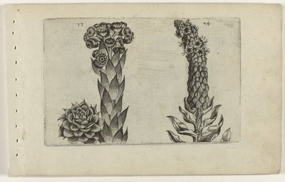 Thunderblade og mullein Cognoscite lilia (serietittel) av Crispijn van de Passe (I) (attributed to)