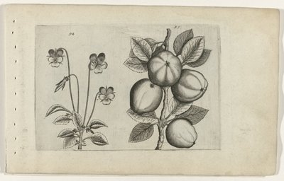 Trefarget fiolett og eple Cognoscite lilia (serietittel) av Crispijn van de Passe (I) (attributed to)