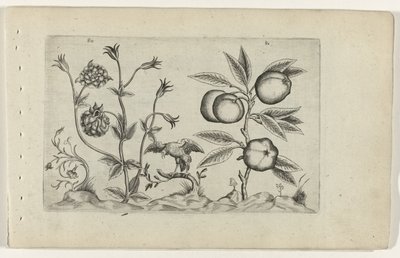 Dubbele akelei en appel Know the Lilies (serietittel) av Crispijn van de Passe (I) (attributed to)