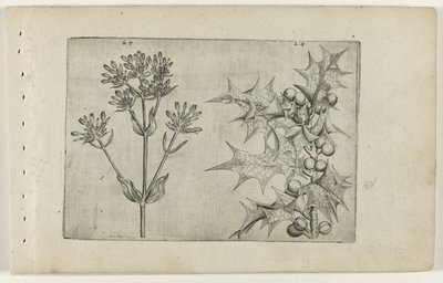 Centaury(?) og Holly Cognoscite lilia (serietittel) av Crispijn van de Passe (I) (attributed to)