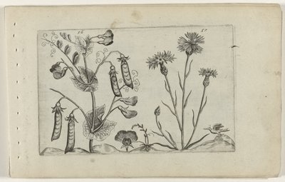 Erwt en korenbloem Know the Lilies (serietittel) av Crispijn van de Passe (I) (attributed to)