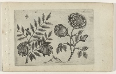 Es en roos Know the lilies (serietittel) av Crispijn van de Passe (I) (attributed to)