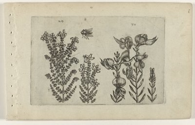 Vanlig lynghei og kostebusk Cognoscite lilia (serietittel) av Crispijn van de Passe (I) (attributed to)