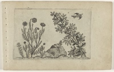 Gewone kamille en zuurbes Know the Lilies (serietittel) av Crispijn van de Passe (I) (attributed to)