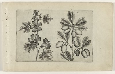 Stor malve og oliventre Cognoscite lilia (serietittel) av Crispijn van de Passe (I) (attributed to)
