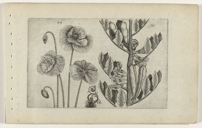 Stor valmue og bondebønne Cognoscite lilia (serietittel) av Crispijn van de Passe (I) (attributed to)