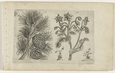 Grove den en bernagie Know the Lilies (serietittel) av Crispijn van de Passe (I) (attributed to)