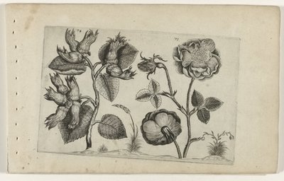 Hazelaar i roser Cognoscite Lily (serietittel) av Crispijn van de Passe (I) (attributed to)