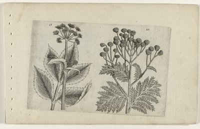 Hertswortel en boerenwormkruid Know the Lilies (serietittel) av Crispijn van de Passe (I) (attributed to)