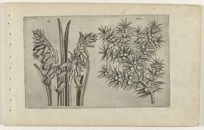 Hyacint og jenerbes Know the Lilies (serietittel) av Crispijn van de Passe (I) (attributed to)