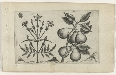 Jasmin og pære Cognoscite lilia (serietittel) av Crispijn van de Passe (I) (attributed to)
