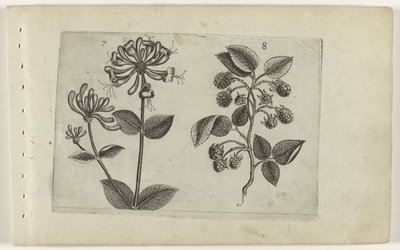 Kamperfoelie en framboos Know the Lilies (serietittel) av Crispijn van de Passe (I) (attributed to)