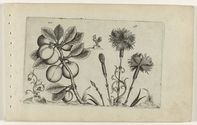 Kerspruit og tuinanjer Know the Lilies (serietittel) av Crispijn van de Passe (I) (attributed to)
