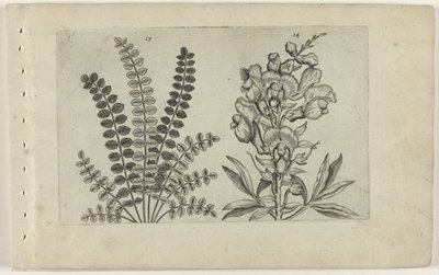 Liten pimpernel og stor snapper Cognoscite Lilia (serietittel) av Crispijn van de Passe (I) (attributed to)