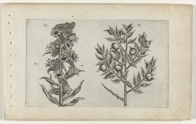 Kromhals en muisdoorn Know the Lilies (serietittel) av Crispijn van de Passe (I) (attributed to)
