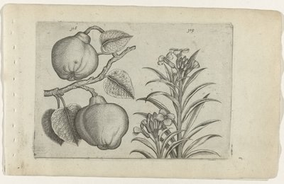 Kweepeer og muurbloem Cognoscite Lily (serietittel) av Crispijn van de Passe (I) (attributed to)