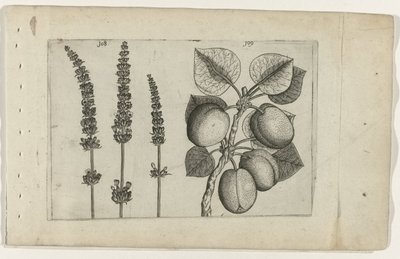 Lavendel og aprikoser Know the Lilies (serietittel) av Crispijn van de Passe (I) (attributed to)