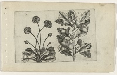 Daisy og stilk eik Cognoscite lilia (serietittel) av Crispijn van de Passe (I) (attributed to)