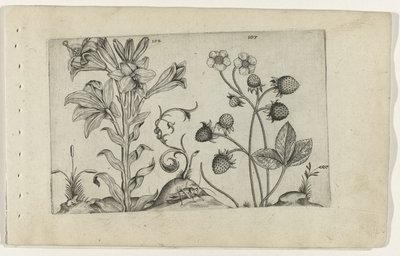 Madonnalelie en jordbei Know the Lilies (serietittel) av Crispijn van de Passe (I) (attributed to)