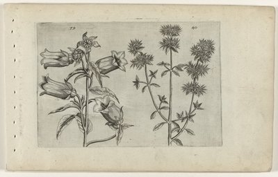 Mariette klokke og merian Cognoscite lilia (serietittel) av Crispijn van de Passe (I) (attributed to)