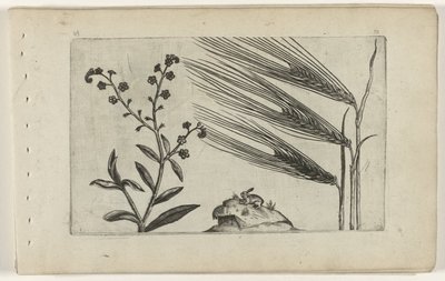 Sumpforglemmigei og bygg Cognoscite lilia (serietittel) av Crispijn van de Passe (I) (attributed to)