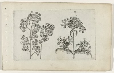 Veggbregne og såpeurt Cognoscite lilia (serietittel) av Crispijn van de Passe (I) (attributed to)