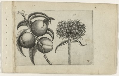 Fersken og brennende kjærlighet Cognoscite lilia (serietittel) av Crispijn van de Passe (I) (attributed to)