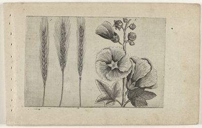 Rogge en stokroos Know the Lilies (serietittel) av Crispijn van de Passe (I) (attributed to)