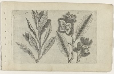 Salie en tamme kastanje Know the Lilies (serietittel) av Crispijn van de Passe (I) (attributed to)