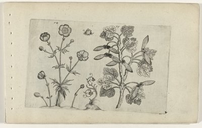 Skarp smørblomst og åkerlønn Cognoscite lilia (serietittel) av Crispijn van de Passe (I) (attributed to)