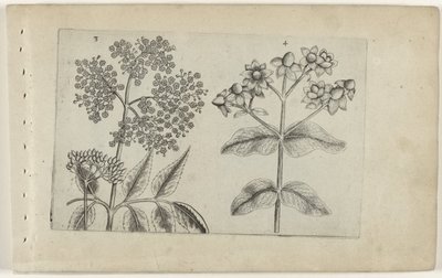 Sering en mansbloed Know the Lilies (serietittel) av Crispijn van de Passe (I) (attributed to)
