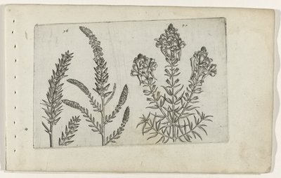 Tamarisk en vlasbekje Know the Lilies (serietittel) av Crispijn van de Passe (I) (attributed to)
