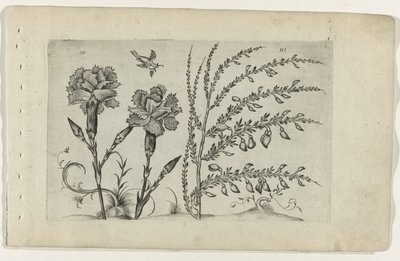 Tuinanjer en brem Know the Lilies (serietittel) av Crispijn van de Passe (I) (attributed to)