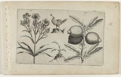 Tuinanjer en citroen Know the Lilies (serietittel) av Crispijn van de Passe (I) (attributed to)