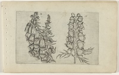 Revebjelle og blå munkeskap Cognoscite lilia (serietittel) av Crispijn van de Passe (I) (attributed to)