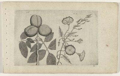 Walnootboom en akkerwinde Know the Lilies (serietittel) av Crispijn van de Passe (I) (attributed to)