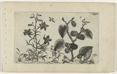 Vill delphinium og sort morbær Cognoscite lilia (serietittel) av Crispijn van de Passe (I) (attributed to)